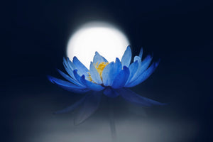 framedcanvas-print-fleeting-dream-x