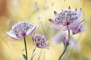 canvas-print-astrantia-major