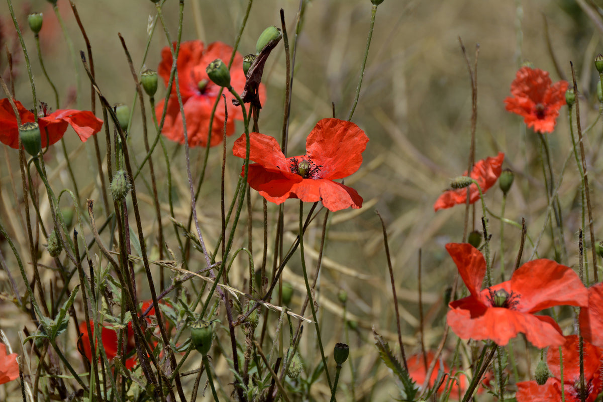 aluminium-print-the-poppy-in-nature