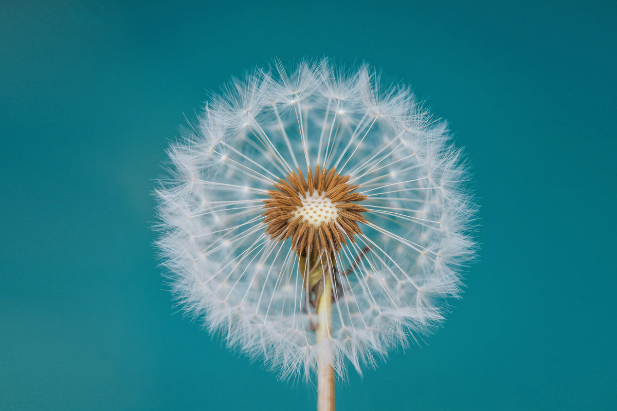 acrylic-print-dandelion-a