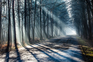 canvas-print-forest-in-the-light-beam