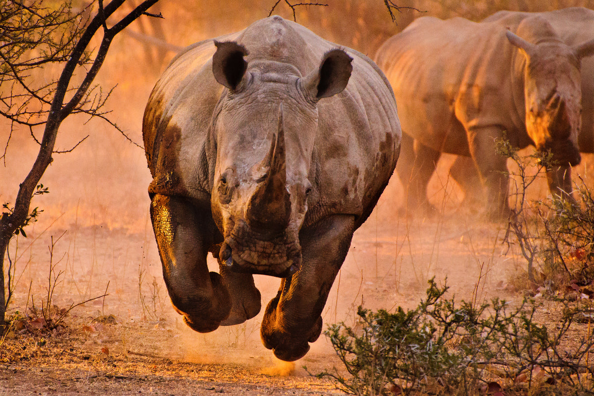 canvas-print-rhino-learning-to-fly-x