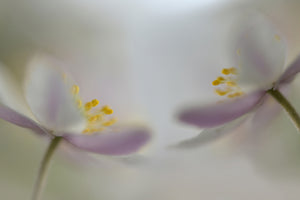 3-piece-acrylic-print-soft-whispering