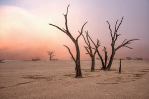 poster-print-fog-in-deadvlei