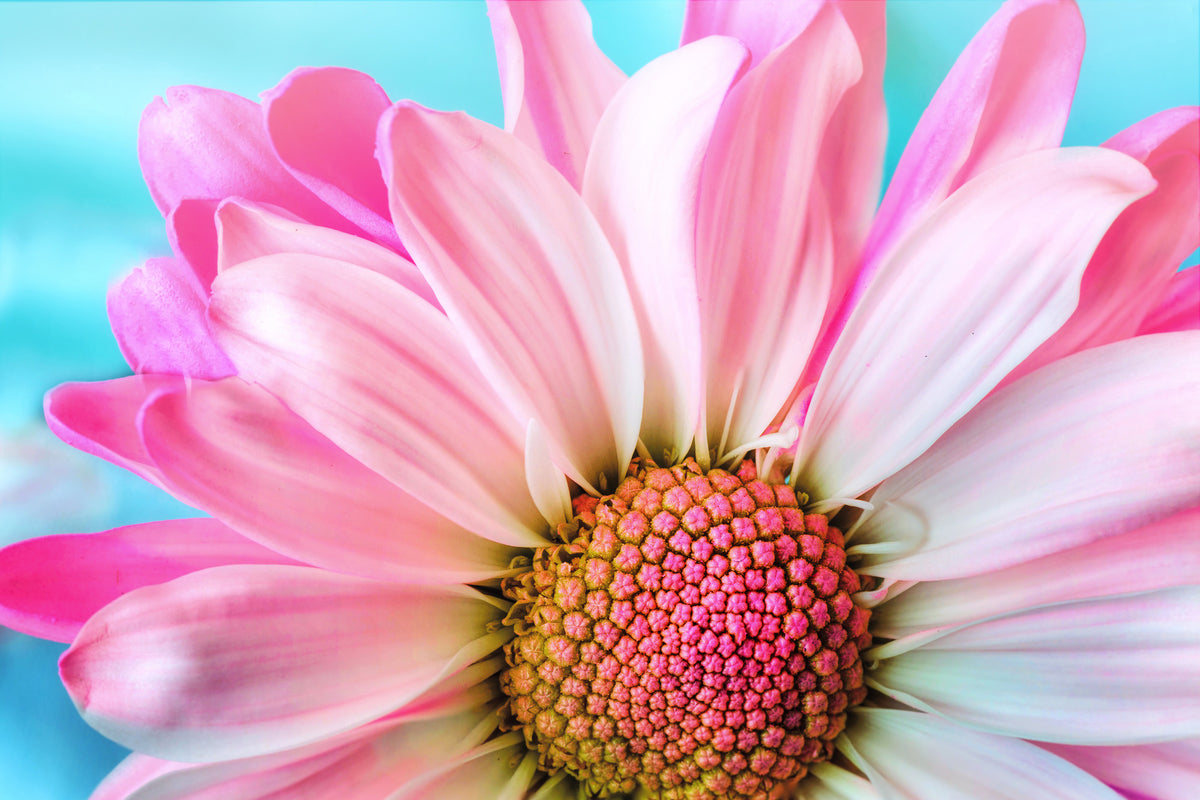 framedposter-print-colored-flower