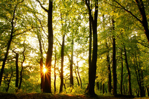 aluminium-print-sunset-between-trees