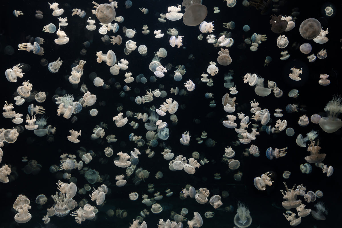 framedcanvas-print-just-some-jellies