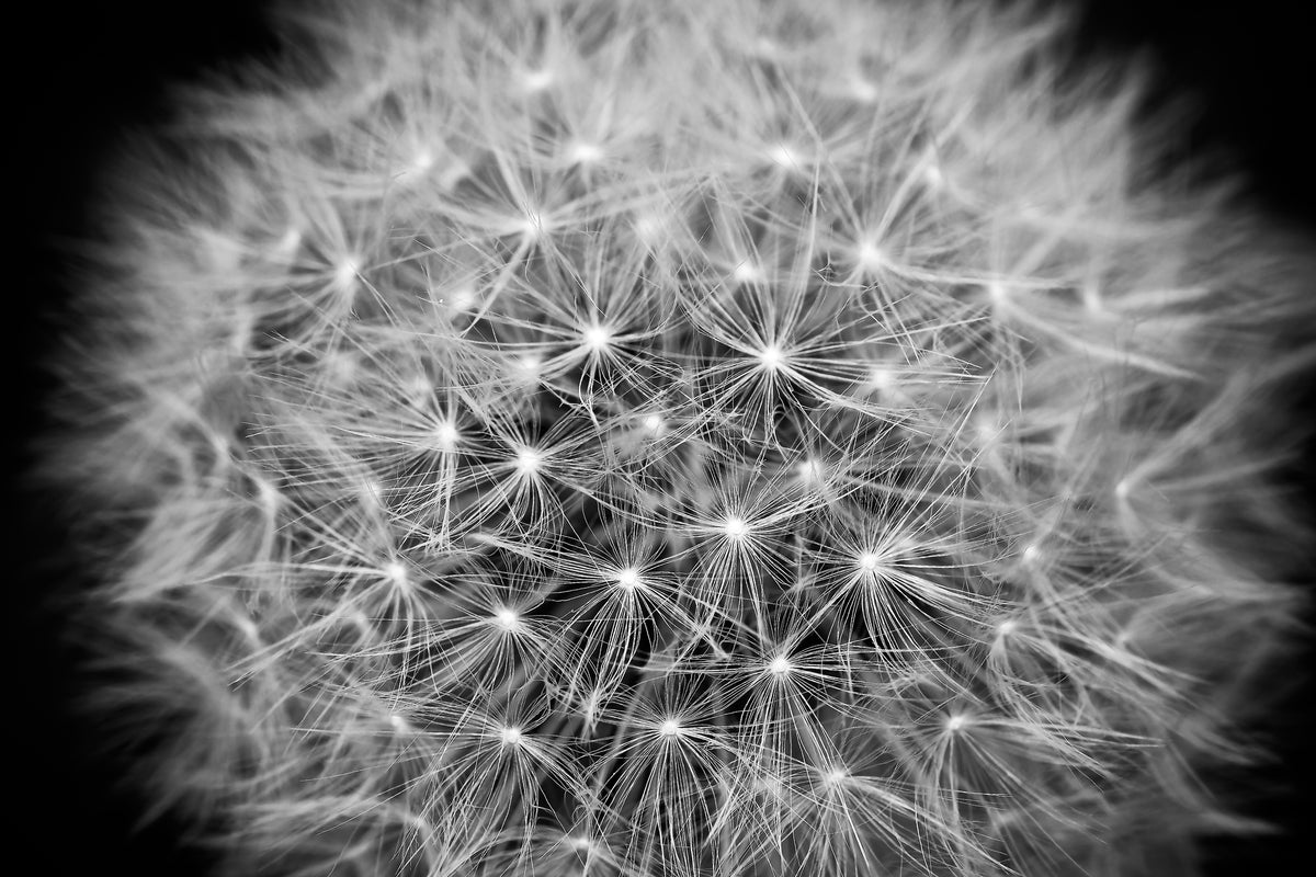 framedcanvas-print-dandelion-in-xxl
