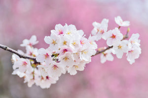 3-piece-canvas-print-cherry-blossoms-xxl