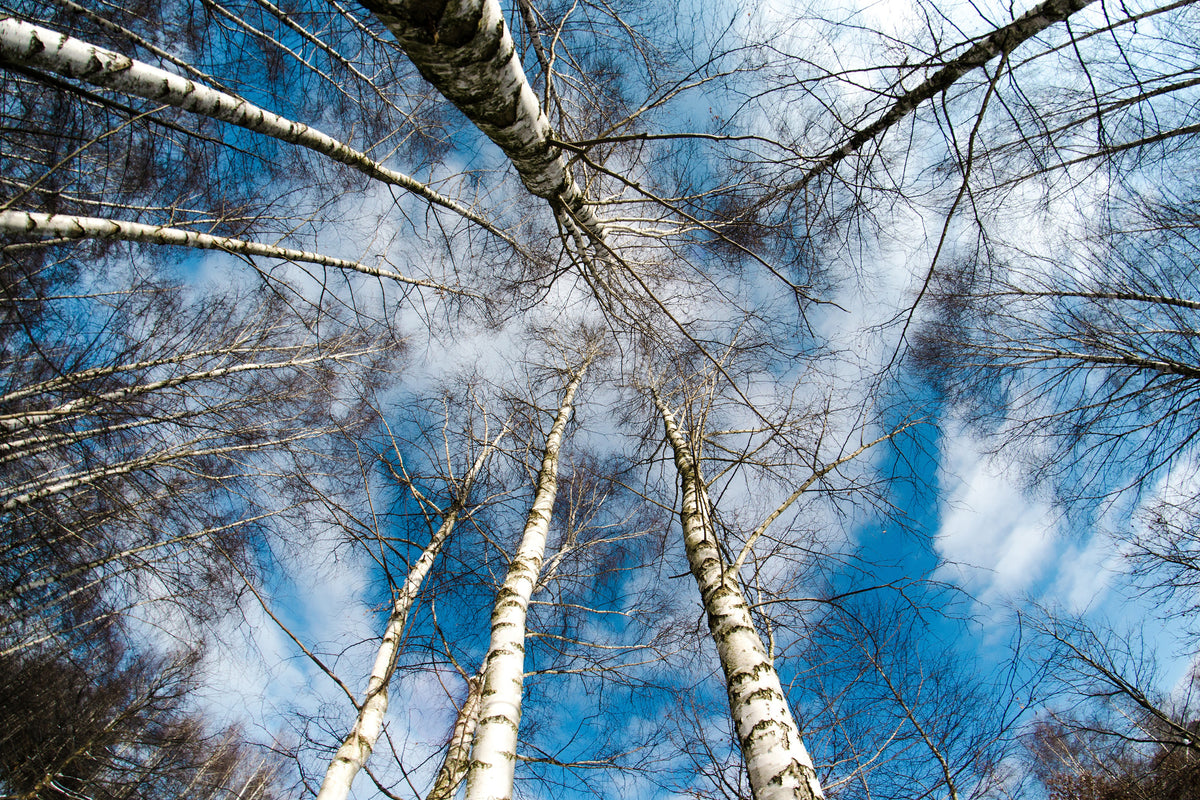 poster-print-birch-crowns