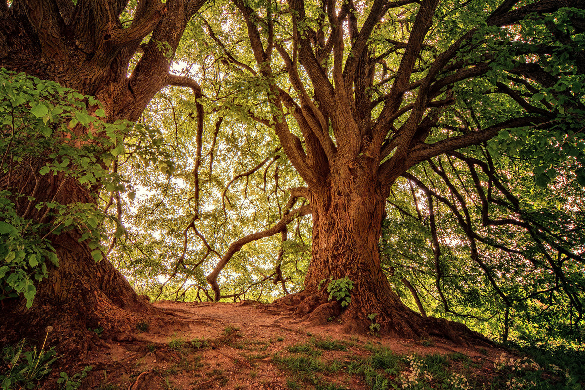 modern-3-piece-canvas-print-in-the-dense-forest