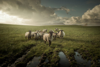 poster-print-sheep-x
