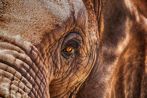 poster-print-the-look-of-the-elephant