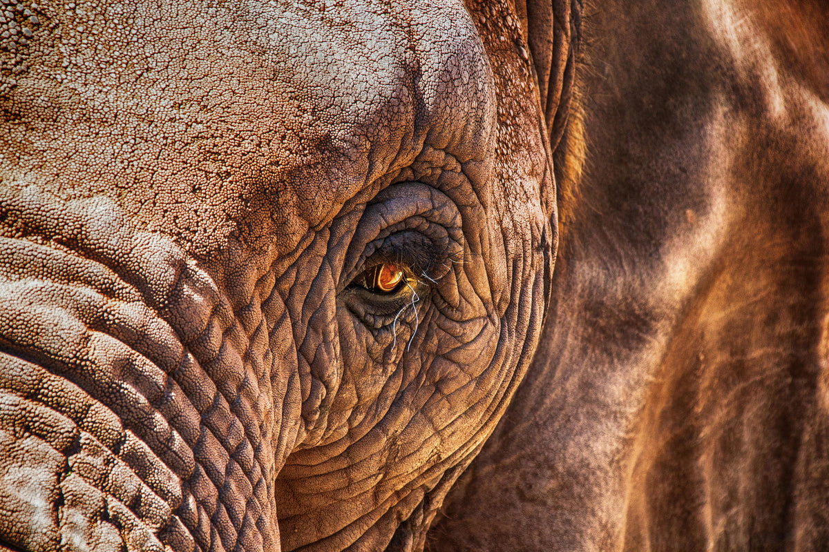 poster-print-the-look-of-the-elephant