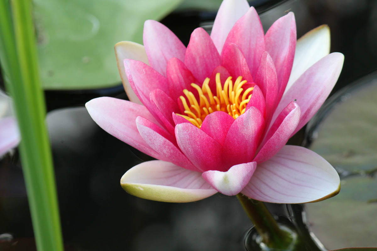 modern-3-piece-acrylic-print-the-water-lily-in-pink