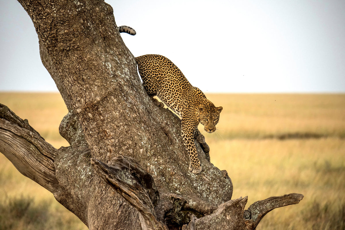 3-piece-canvas-print-leopard-serengheti-tanzania