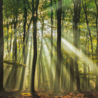 4-piece-aluminium-print-sunny-start-to-the-day