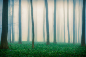aluminium-print-daydreaming-of-bluebells-x