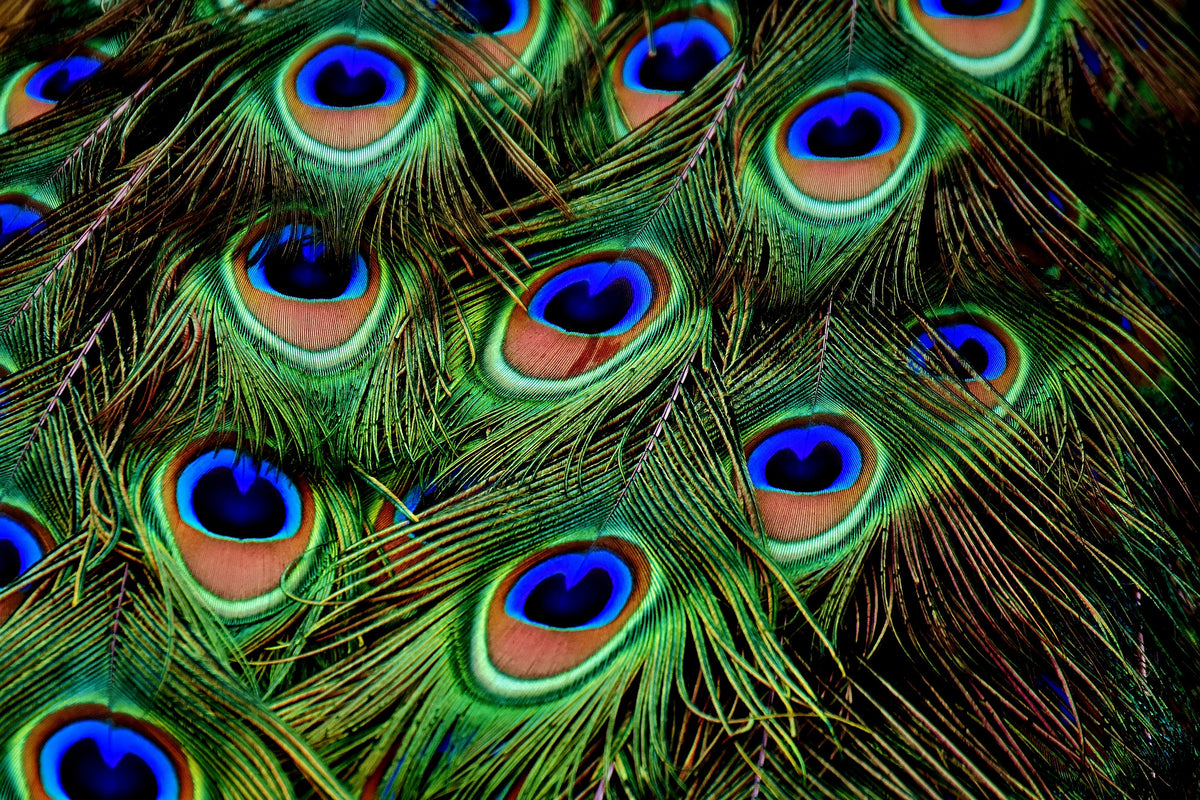 framedcanvas-print-peacock-feathers-xxl