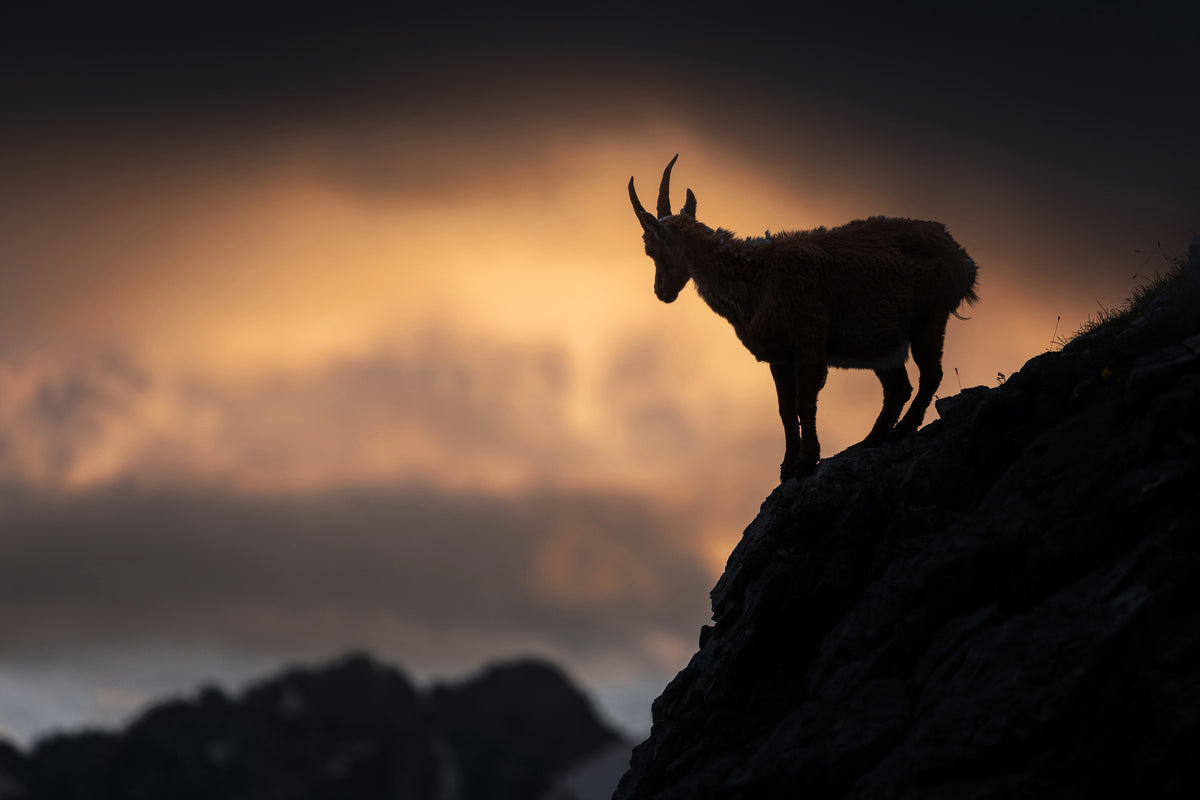 framedposter-print-alpine-ibex-x