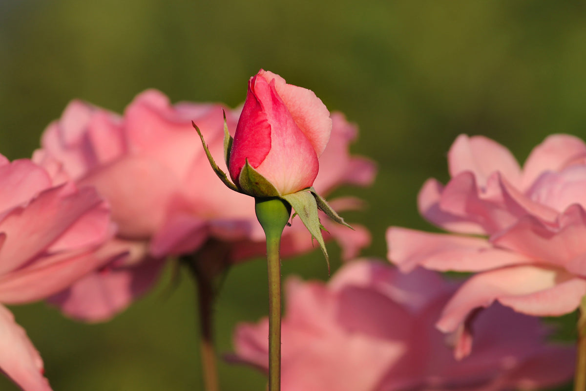 aluminium-print-the-rosebud