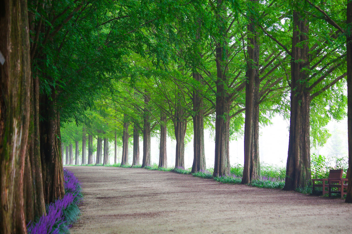 3-piece-acrylic-print-beautiful-tree-avenue