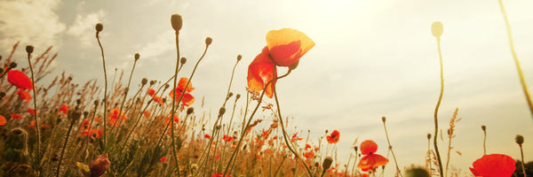 panoramic-acrylic-print-the-poppy-field-at-sunrise-panorama