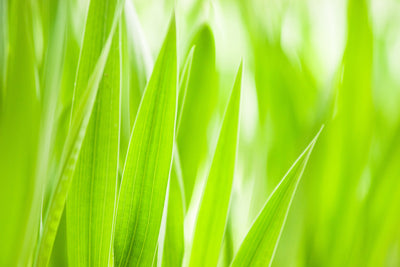 poster-print-grass-xxl