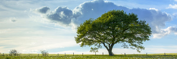 panoramic-3-piece-acrylic-print-spring-tree-panorama