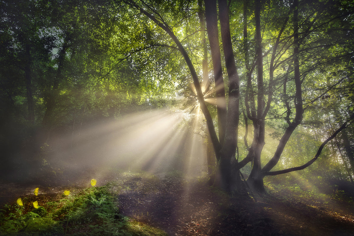acrylic-print-the-morning-light-x
