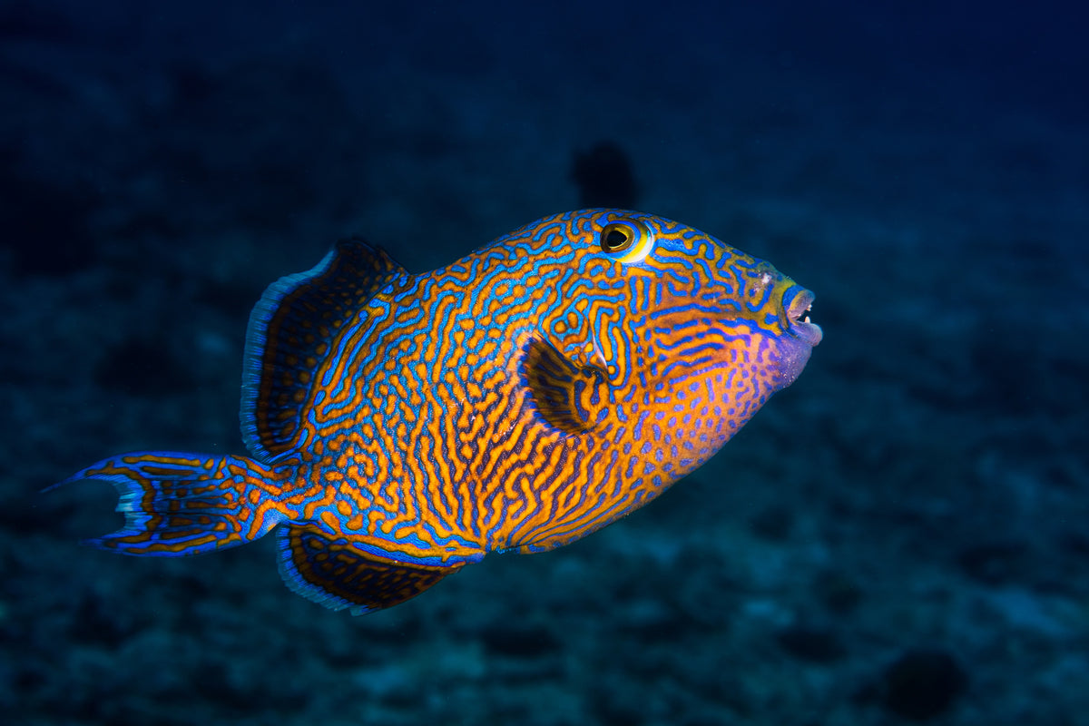 modern-3-piece-aluminium-print-blue-triggerfish