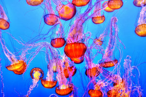 3-piece-acrylic-print-colorful-jellyfish