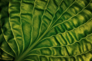 modern-3-piece-acrylic-print-leaf-of-a-hosta