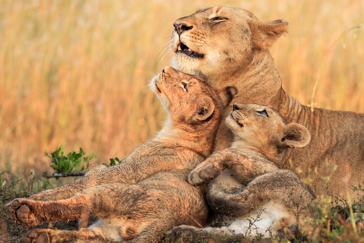 acrylic-print-mothers-love-x