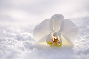 framedposter-print-the-orchids-bloom
