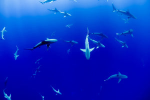 aluminium-print-in-the-shark-tank