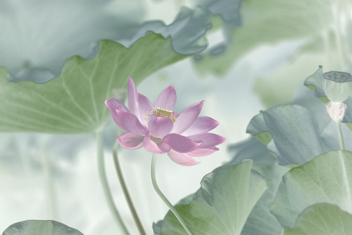 framedcanvas-print-lotus-x