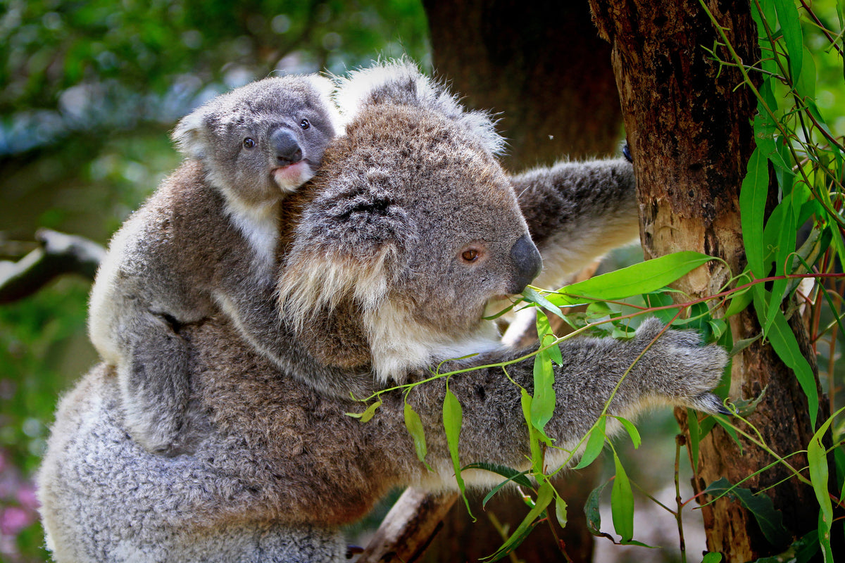 framedposter-print-mom-and-baby-koala