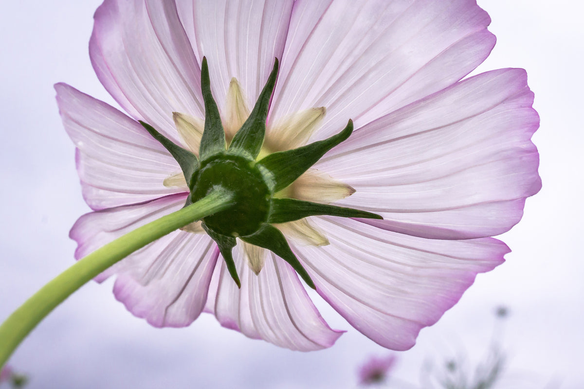 acrylic-print-the-cosmos-flower