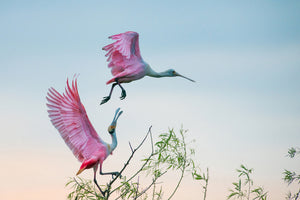 poster-print-rosy-pair