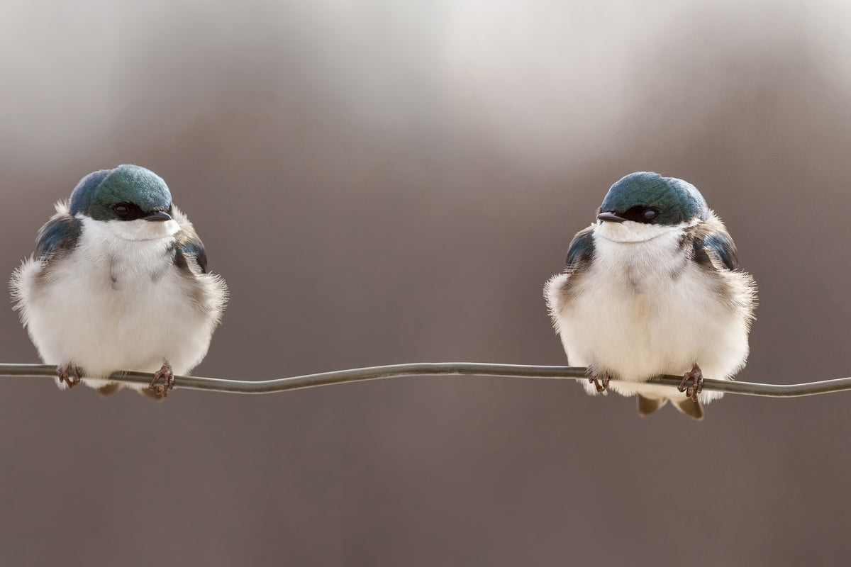 canvas-print-birds-on-a-wire-x