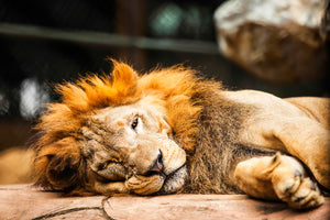 modern-3-piece-acrylic-print-relaxed-lion