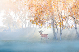 aluminium-print-elk-lost-in-mist-x