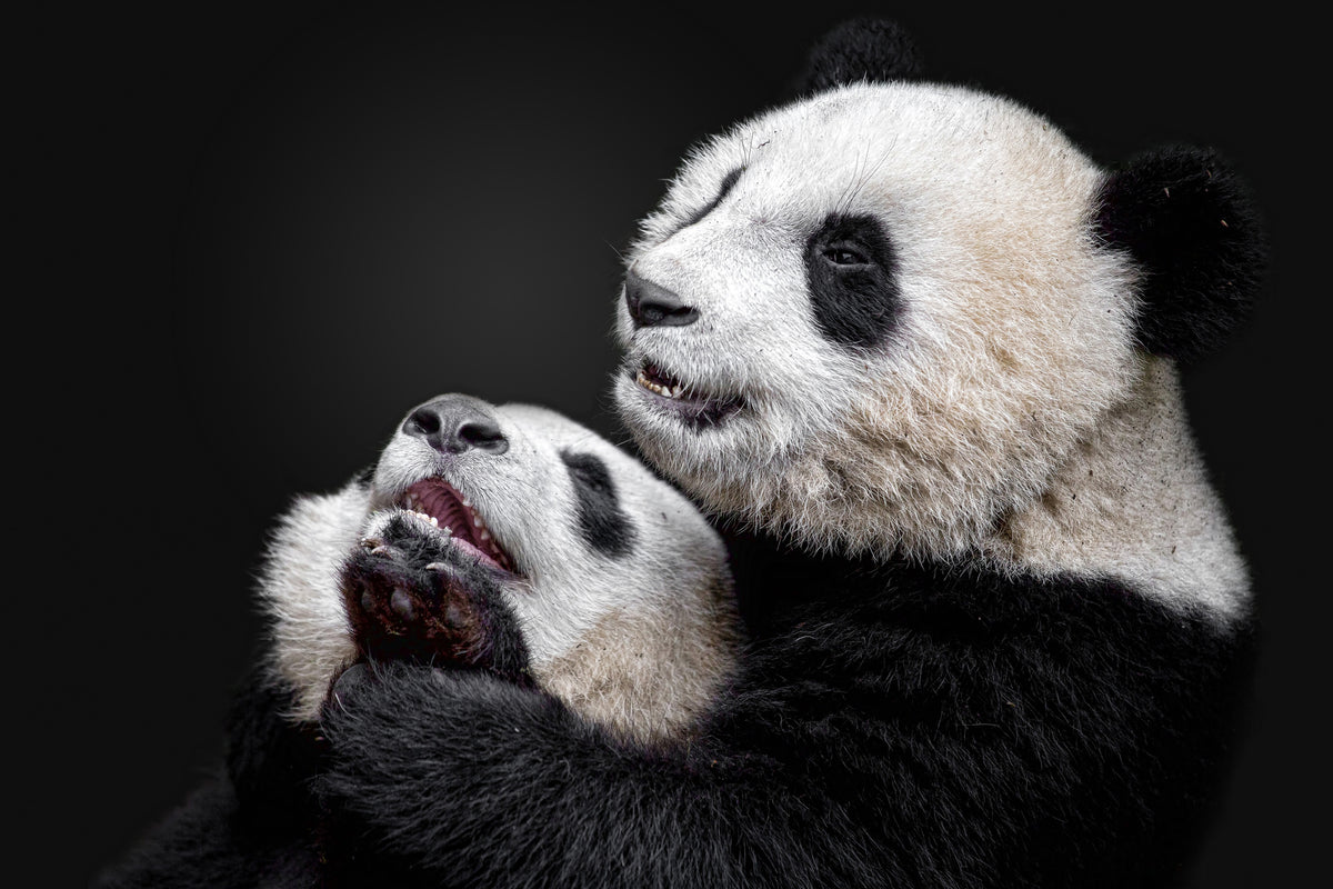 canvas-print-pandas-x