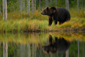 canvas-print-bear-and-fish-x