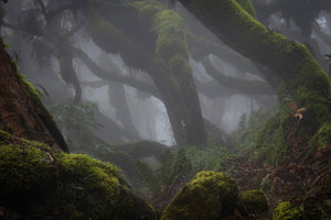 canvas-print-harenna-forest-xlf