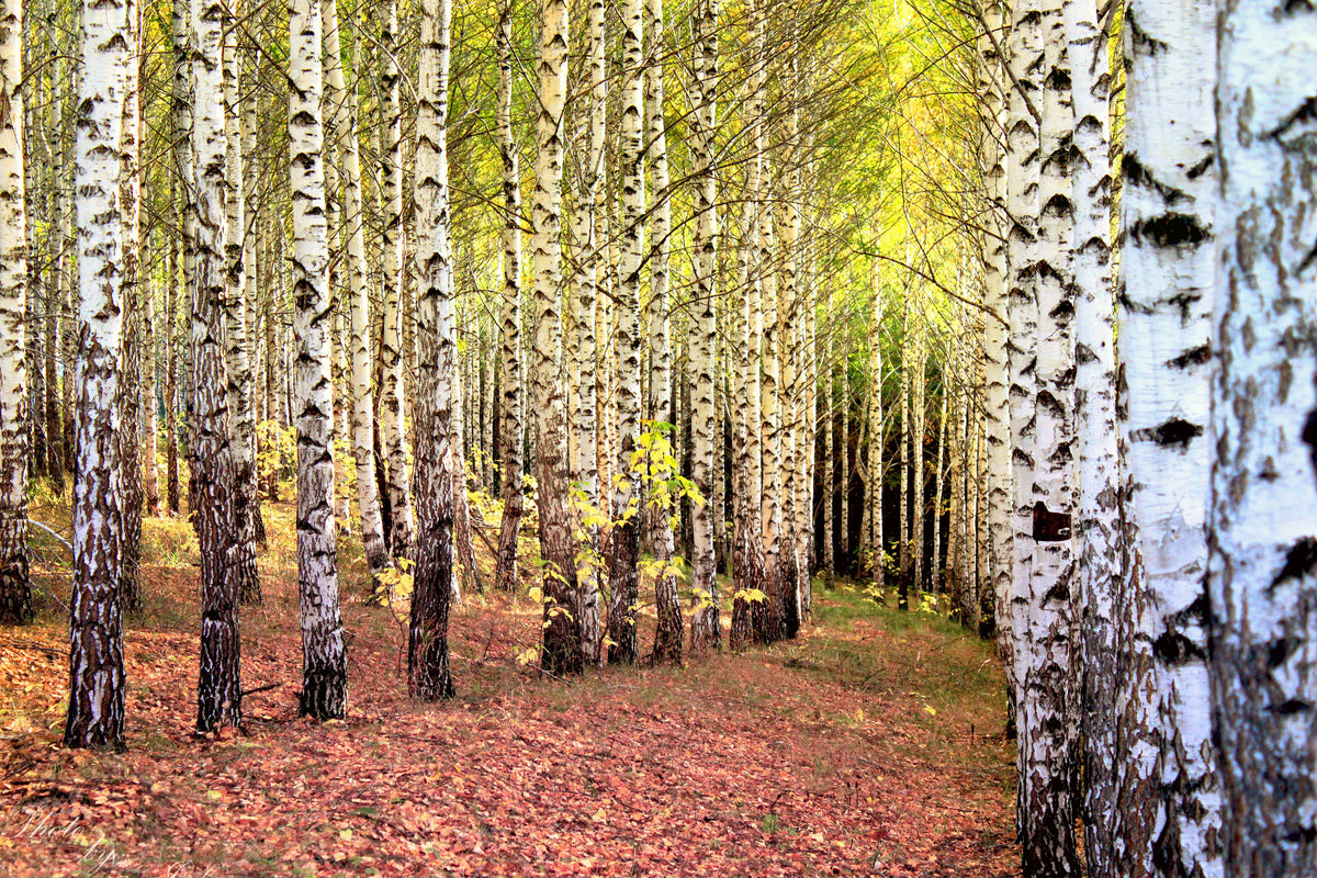 modern-3-piece-canvas-print-the-path-between-birches