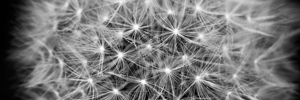 panoramic-poster-print-dandelion-in-xxl-panorama