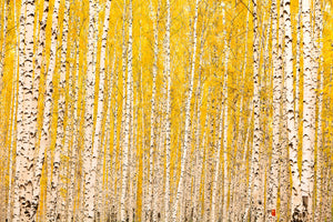 modern-3-piece-aluminium-print-the-birch-forest-in-autumn