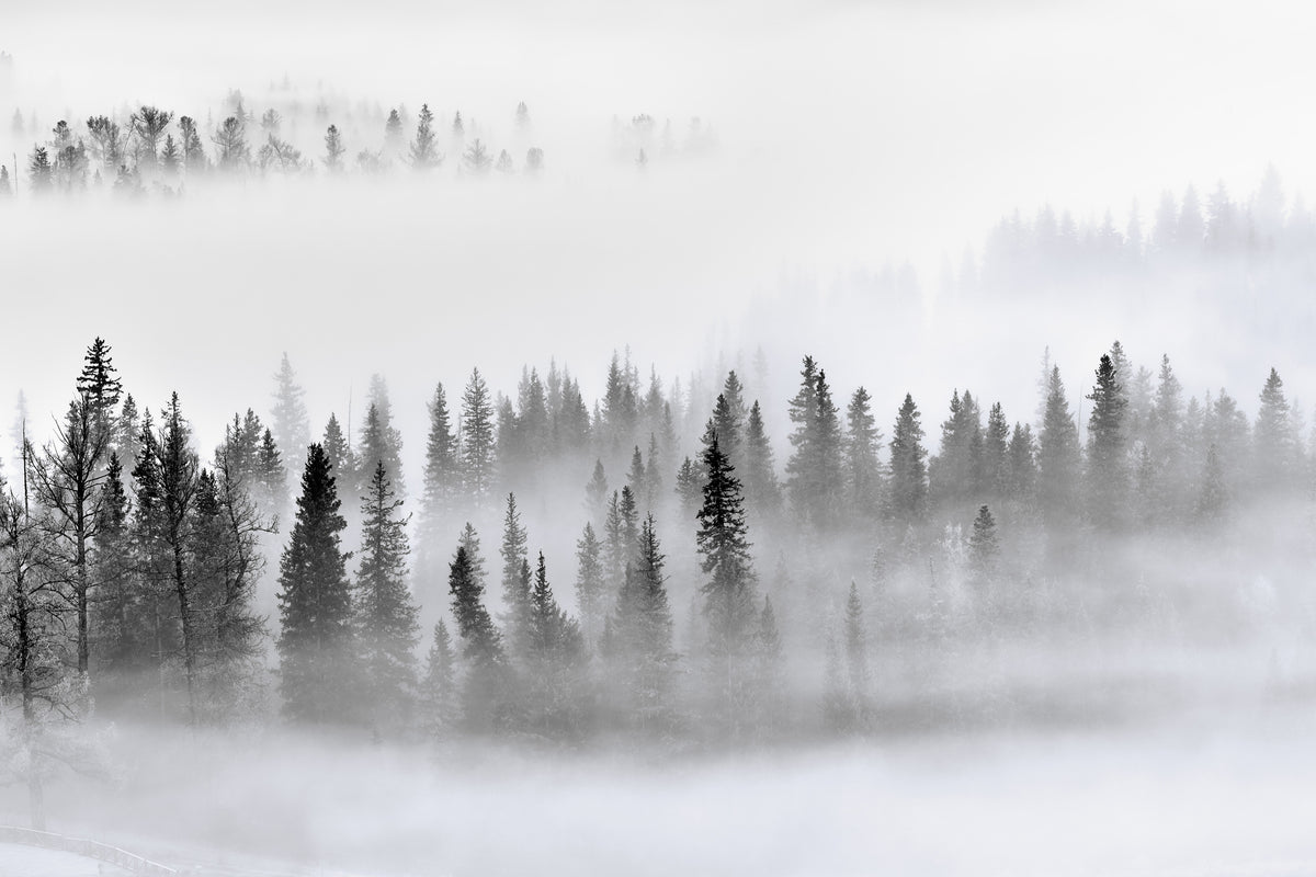 acrylic-print-foggy-forest
